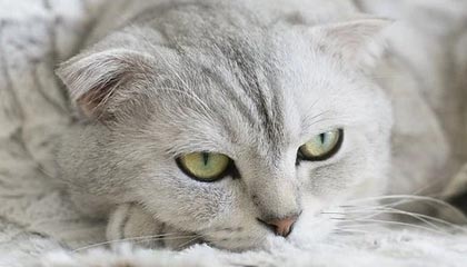 NBA赛事-扶不起的阿斗！维金斯所谓天赋被高估 他非常普通